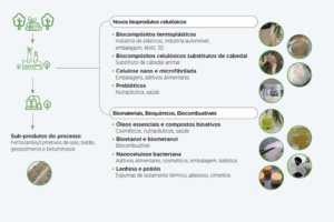 Bioprodutos emergentes com base nas fibras celulósicas e compostos químicos derivados de Eucalyptus globulus